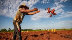 Info Martí | Campesinos cubanos desmienten justificación oficialista