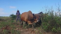 Info Martí | La debacle del sector agropecuario cubano