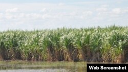 Plantaciones de caña de azúcar inundadas por las lluvias en la provincia Las Tunas