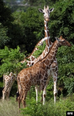 Varias jirafas caminan por la Pradera Africana del Zoológico Nacional de Cuba el 29 de octubre de 2012, en La Habana (Cuba).