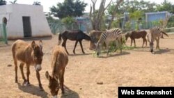 Burros y cebras Zoológico Ciego de Avila