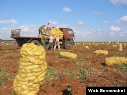 Cosecha de Papas.Cuba