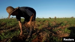 El campesino cubano Carlos Yopisay, de 31 años, recoge frijoles en un campo en Caimito, Artemisa, el 18 de noviembre de 2024. (Reuters/Alexandre Menegnini)