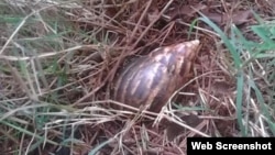 Caracol gigante africano. (Archivo/Jorge Bello)