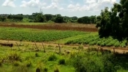 El contraste entre las tierras ociosas del estado y lo que puede lograr un campesino