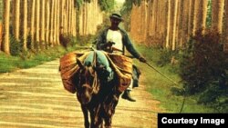 "Camino de palmeras", detalle de una foto tomada por William Henry Jackson (Estados Unidos,1843-1942) en La Habana de 1897. 