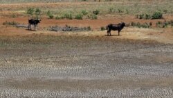 La falta de producción agrícola a gran escala incrementará la escasez de alimentos en el segundo semestre del año.