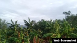 Un platanal afectado por la tormenta Laura en San Antonio del Sur, Guantánamo. (Captura de imagen/Periódico Venceremos)