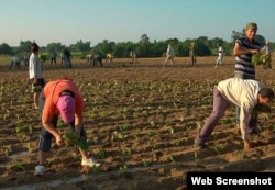 Siembra de tabaco en Pinar del Río