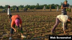 Siembra de tabaco en Pinar del Río