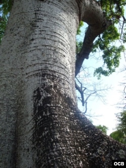 Ceiba.