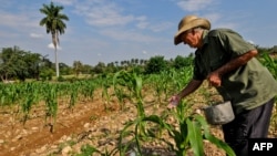 Un campesino cuida su sembrado en Jiguaní, Granma.