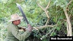 El marabú cubre miles de hectáreas de tierras agrícolas en Las Tunas.