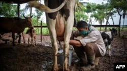 Un campesino ordeña una vaca en su finca de Mayabeque. (YAMIL LAGE / AFP)