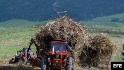 Un campesino trabaja en un campo de caña de azucar.