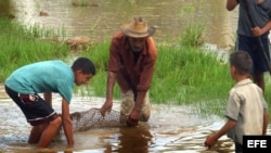 Un grupo de campesinos pescan en campos sembrados de arroz en Pinar del Río.