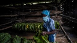 Una casa de tabaco, en Pinar del Río. (AP Foto/Ramón Espinosa)