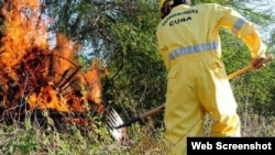 Miembros del Cuerpo de Bomberos combaten incendio forestal