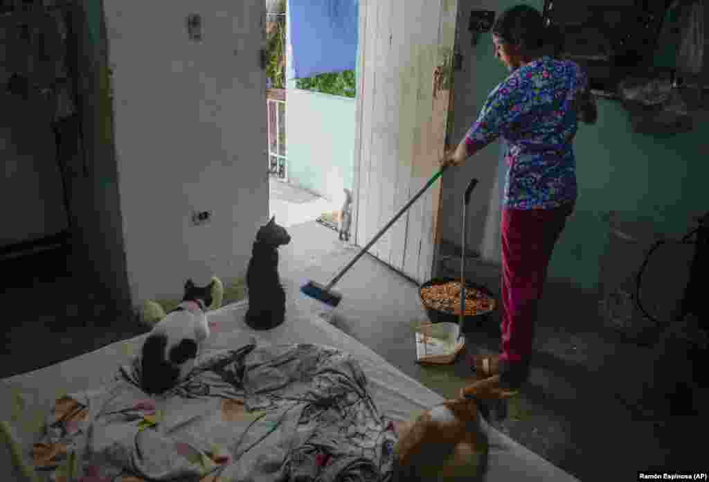 Un gatito llamado Mini, en el centro, mira cómo la técnico veterinaria Elizabeth Meade barre el suelo en el refugio de animales Adopciones por Amor en La Habana. 