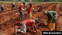 Jóvenes trabajando la tierra en una escuela al campo.