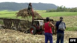 Dos campesinos observan como una cortadora-alzadora, hace su faena. 