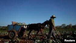 Un campesino recoge coles en una finca de Santiago de las Vegas, en La Habana. (REUTERS/Alexandre Meneghini/Archivo)