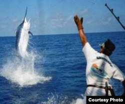 Se espera record de participación de estadounidenses en el torneo Hemingway de pesca de la aguja.