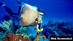 Buceo en María la Gorda, Pinar del Río.