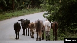 Un campesino pastorea ganado en la granja Aranguito, a las afueras de La Habana. La nueva resolución plantea que la base para la contratación de la leche y la carne será la certificación de las vacas y novillas totales de cada productor. (Desmond Boylan/Reuters/Archivo)