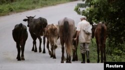 Un campesino pastorea ganado en la granja Aranguito, a las afueras de La Habana. (Desmond Boylan/Reuters/Archivo)