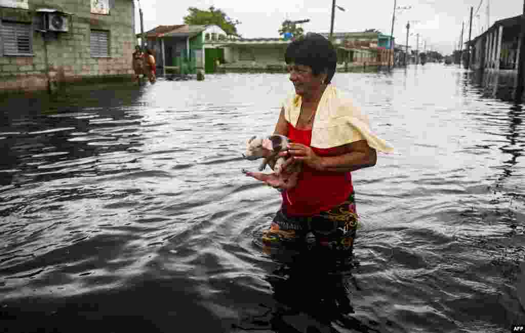 Una mujer rescata su cerdito en Batabanó, una localidad inundada por las lluvias de Helene.