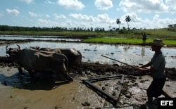 Campesinos cubanos preparan el terreno para la siembra de arroz