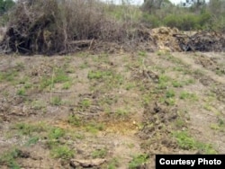 Aunque el Estado ha distribuido 1,7 millones de hectáreas de tierras ociosas en usufructo, todavía retiene la mayor parte de las tierras de cultivo de Cuba.