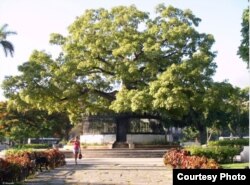 Ceiba del Parque de la Fraternidad.