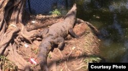 Cocodrilo entre desechos en el Zoológico de La Habana (Alejandra García).