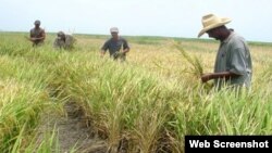 Siembra de arroz en Cuba. (Archivo)