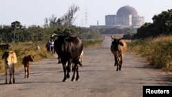 Las vacas pastorean en los alrededores de la abandonada planta nuclear de Juraguá, en Cienfuegos. (REUTERS/Desmond Boylan/Archivo)