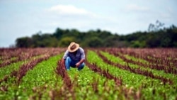 El gobierno es el responsable: señalan agricultores ante falta de alimentos