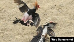 Peleas de gallos en la ciudad de Bayamo.