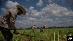 La escasez de combustible, fertilizantes, maquinaria y mano de obra que afecta al sector agrícola de Cuba en general